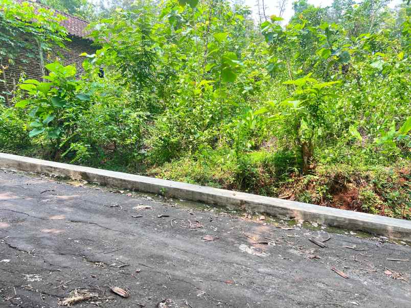 tanah kebun jati 500m 135jt kedawung sragen