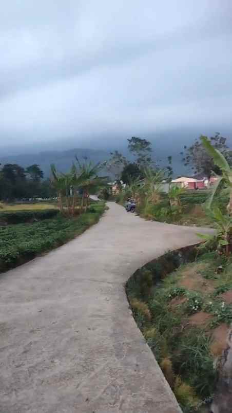 tanah kebun rata dan subur view gunung