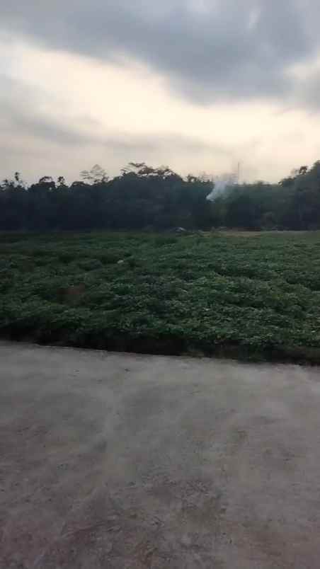 tanah kebun rata dan subur view gunung