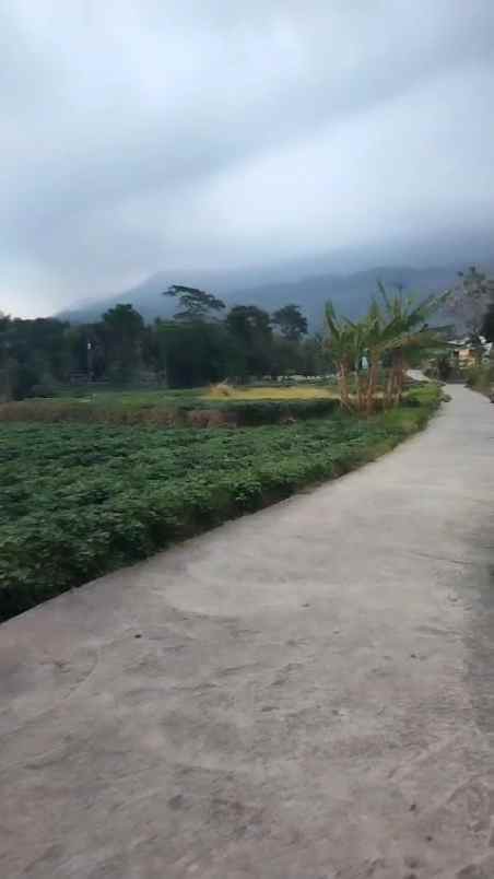 tanah kebun rata dan subur view gunung