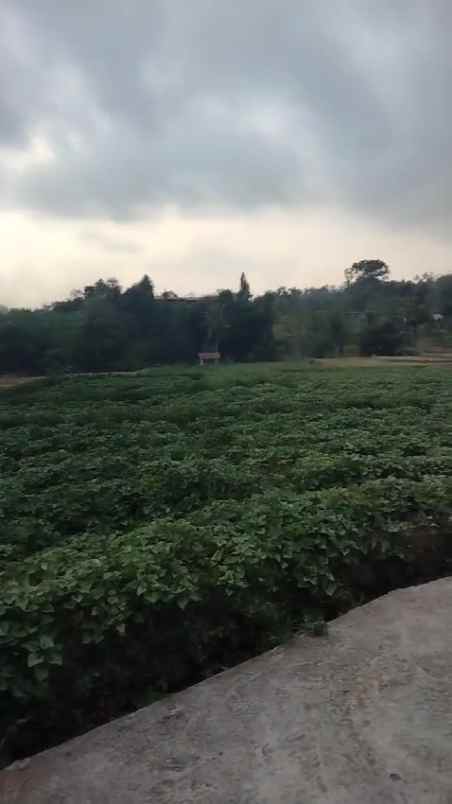 tanah kebun rata dan subur view gunung