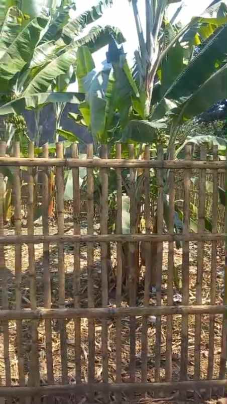 tanah kebun rata padat di tengah pemukiman