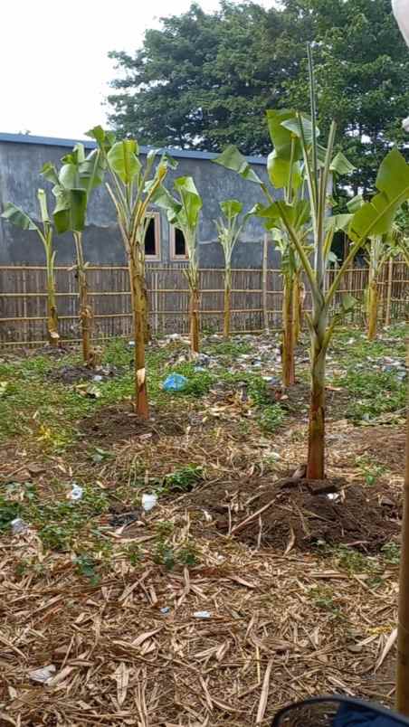 tanah kebun rata padat di tengah pemukiman