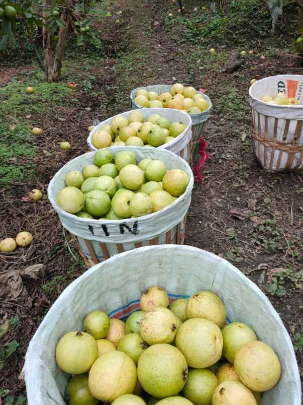 tanah kebun subur di giripurno bumiaji batu