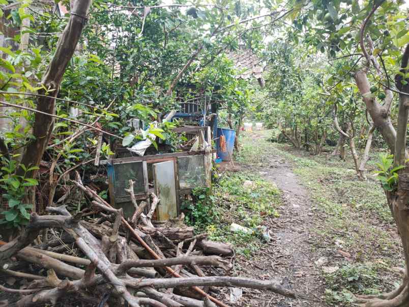 tanah kebun subur di giripurno bumiaji batu