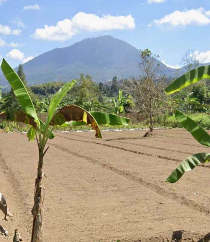 tanah kebun view gunung di baturiti dekat bedugul bali
