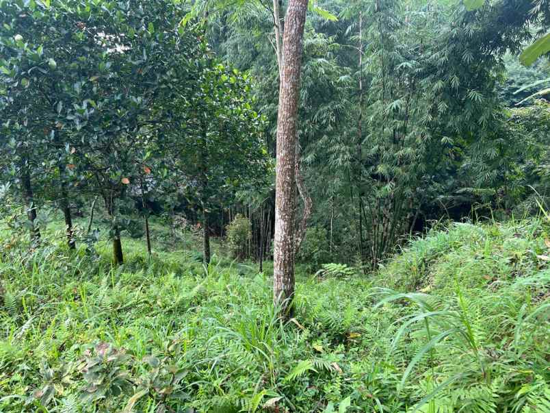 tanah lingkungan asri udara dingin kemuning ngargoyoso