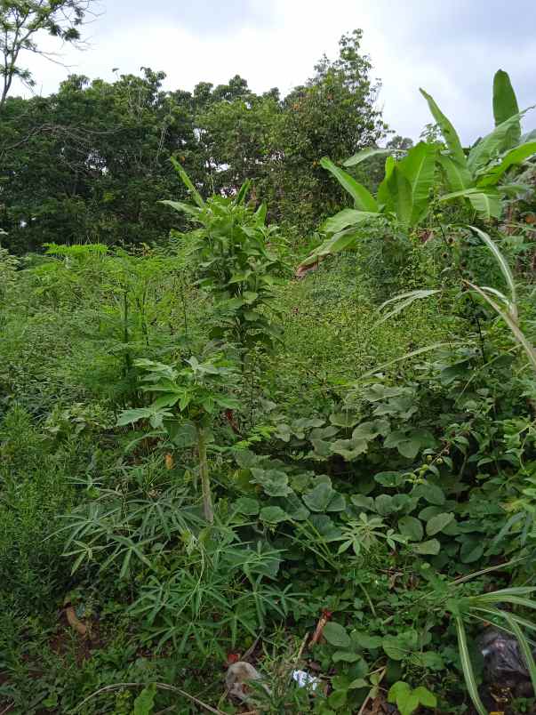 tanah luas 18 ha di batu putu bandar lampung