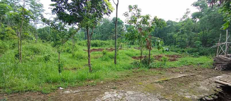 tanah pekarangan zona pemukiman