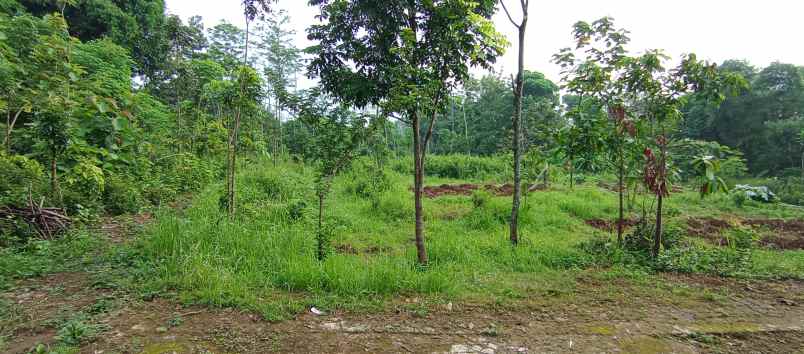 tanah pekarangan zona pemukiman