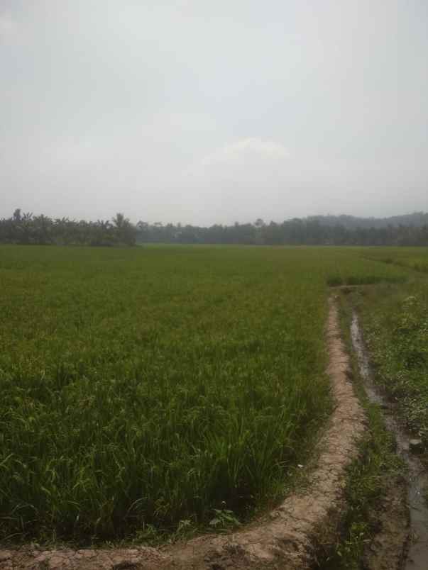 tanah sawah 5000m di kubu baru pesawaran