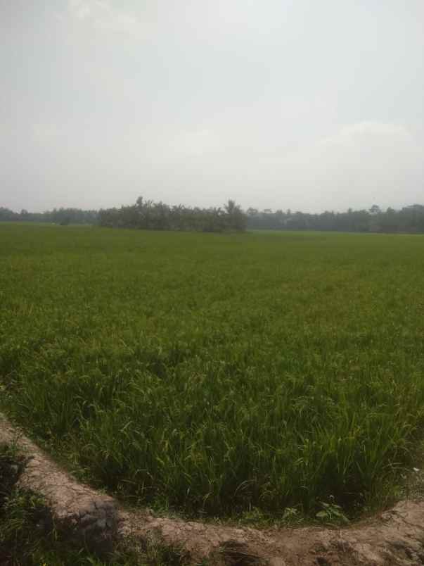 tanah sawah 5000m di kubu baru pesawaran