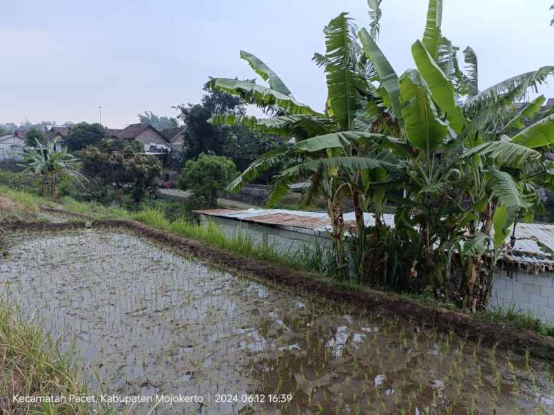 tanah sawah luas subur produktif di pacet mojokerto