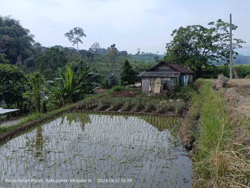 tanah sawah luas subur produktif di pacet mojokerto