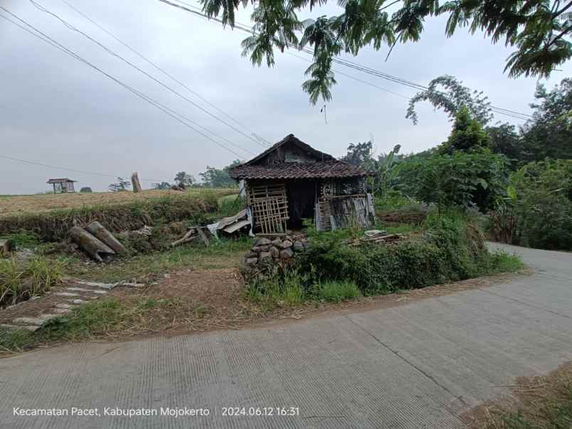 tanah sawah luas subur produktif di pacet mojokerto