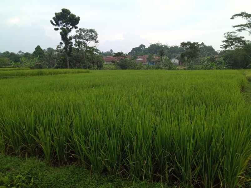 tanah sawah murah view gunung di pamijahan bogor