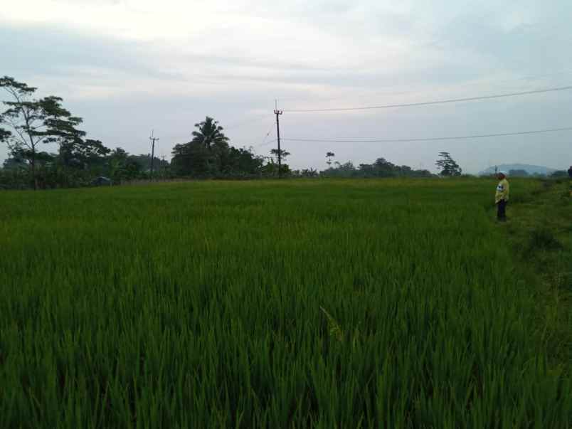 tanah sawah murah view gunung di pamijahan bogor