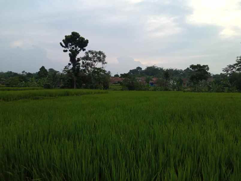 tanah sawah murah view gunung di pamijahan bogor