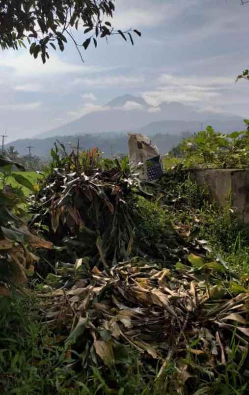 tanah sawah murah view gunung di pamijahan bogor