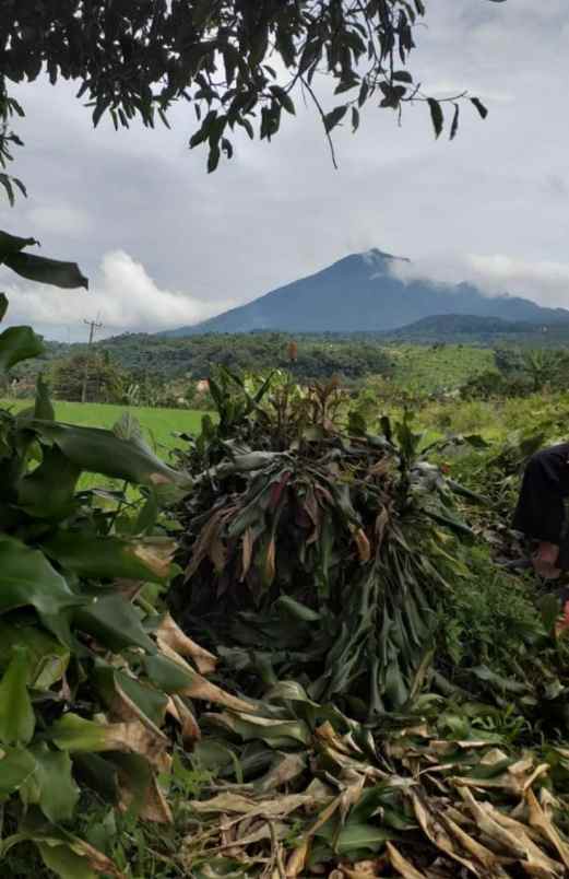 tanah sawah murah view gunung di pamijahan bogor