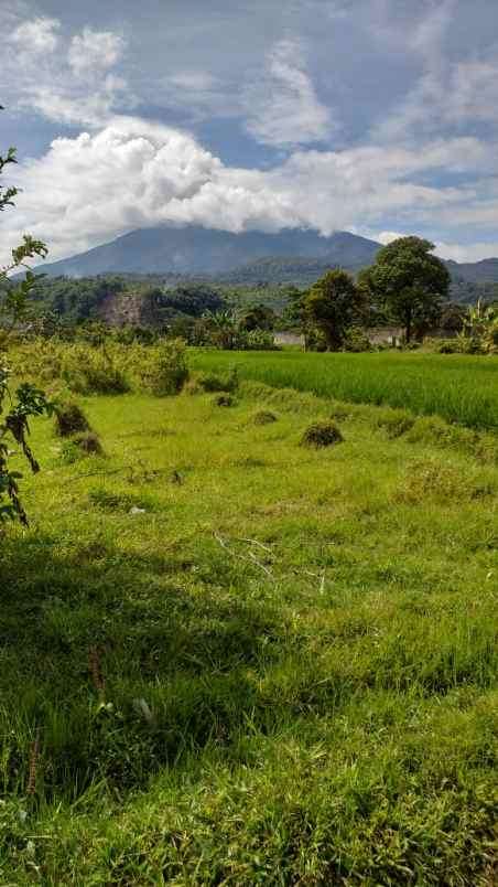 tanah sawah murah view gunung di pamijahan bogor