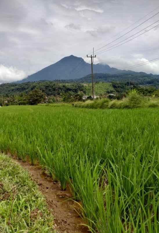 tanah sawah murah view gunung di pamijahan bogor