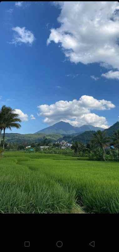 tanah sawah murah view gunung di pamijahan bogor