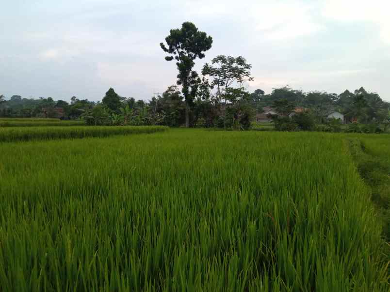 tanah sawah murah view gunung di pamijahan bogor