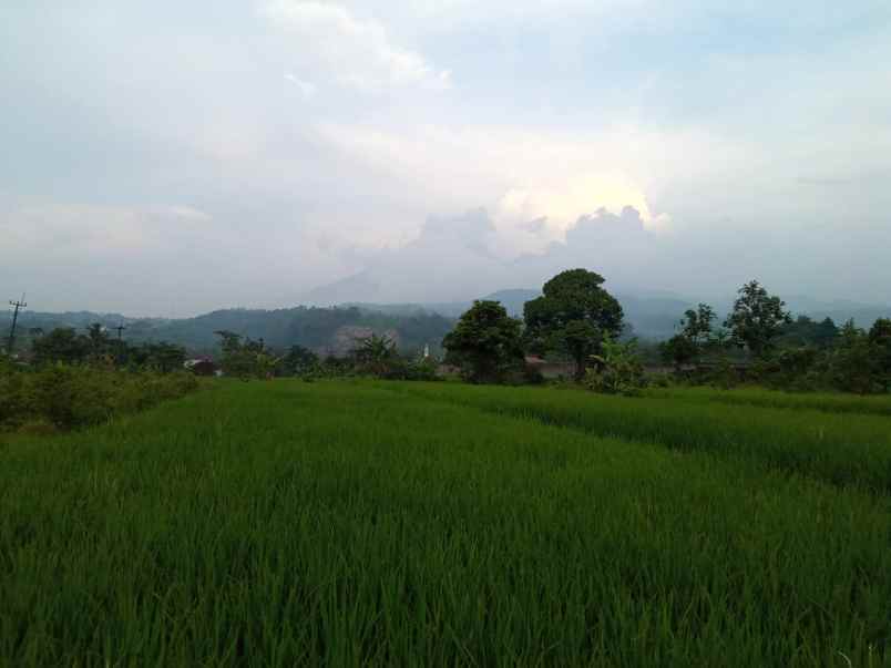 tanah sawah murah view gunung di pamijahan bogor