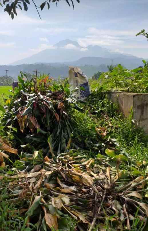 tanah sawah murah view gunung di pamijahan bogor