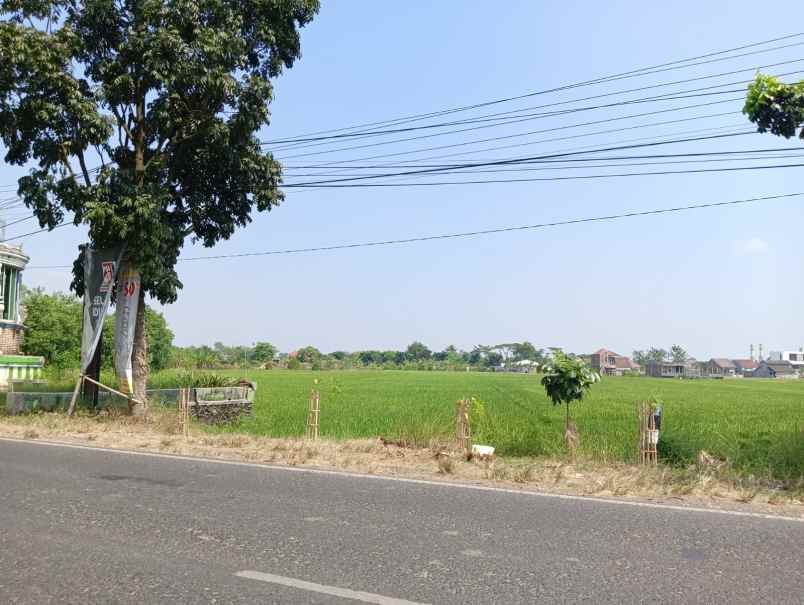 tanah sawah pinggir jalan raya kudus jepara