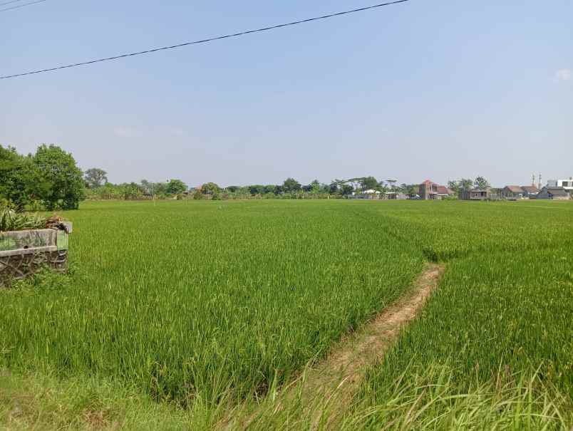 tanah sawah pinggir jalan raya kudus jepara