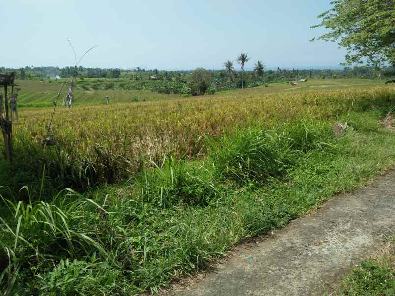 tanah selemadeg tabanan