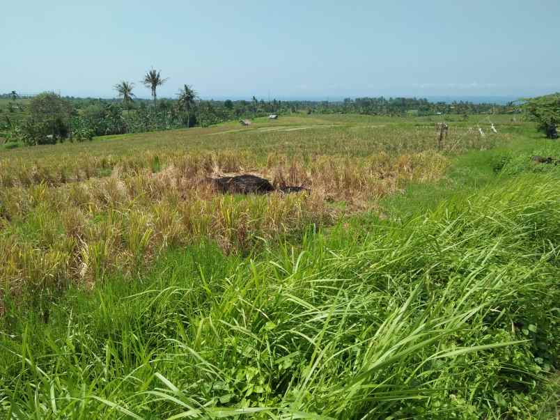 tanah selemadeg tabanan