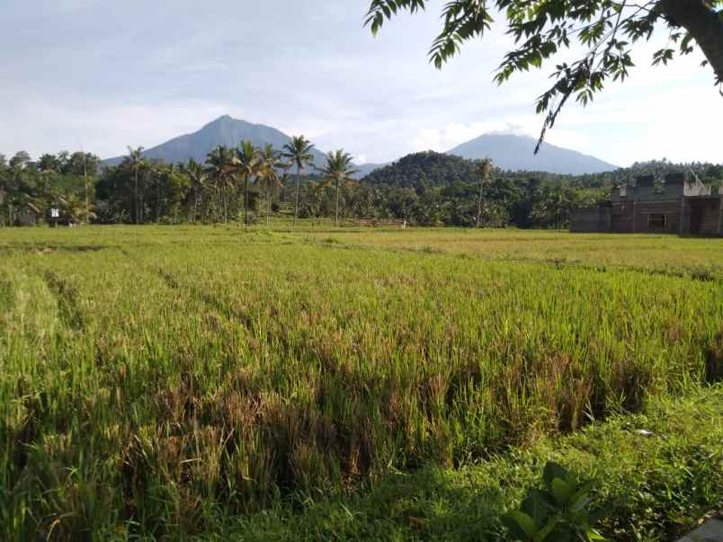 tanah tamansari banyuwangi jawa