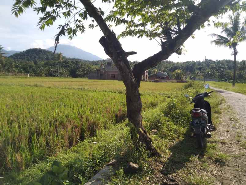 tanah tamansari banyuwangi jawa