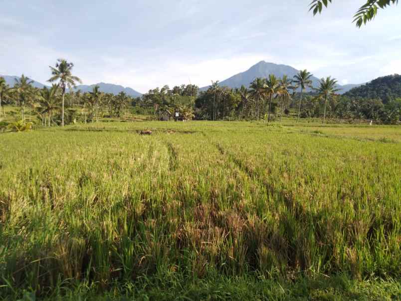 tanah tamansari banyuwangi jawa