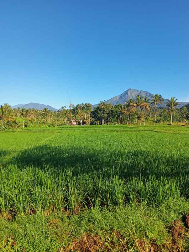 tanah tamansari banyuwangi jawa