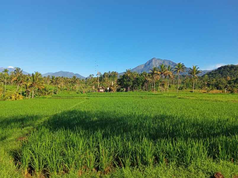 tanah tamansari banyuwangi jawa