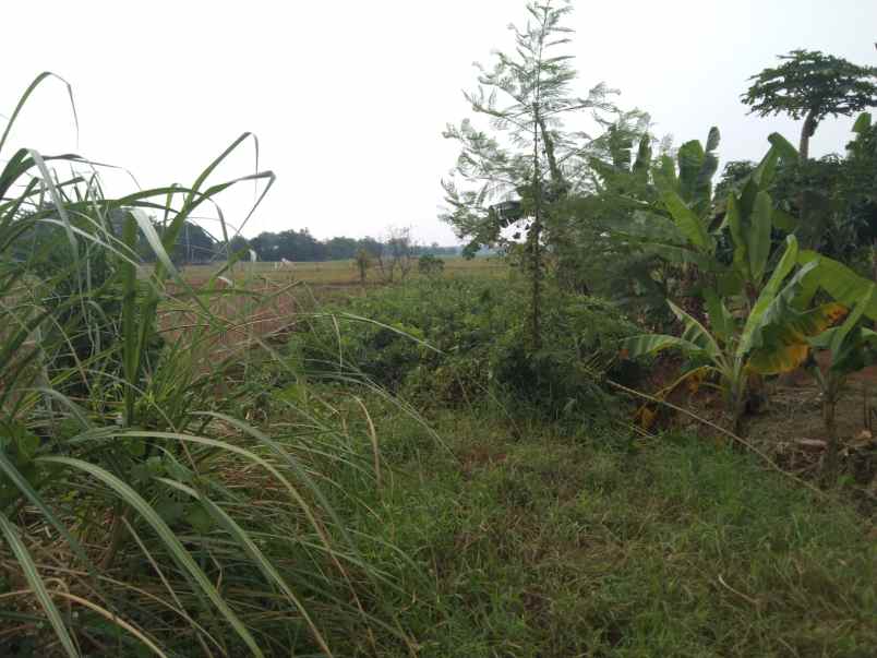 tanah untuk usaha pinggir jalan syeh quro telagasari