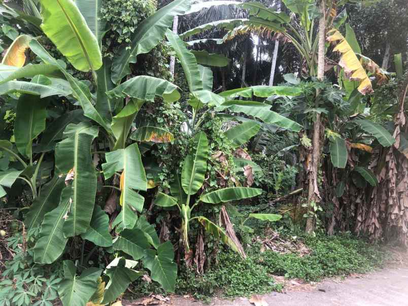 tanah zona kuning di sebali ubud bali