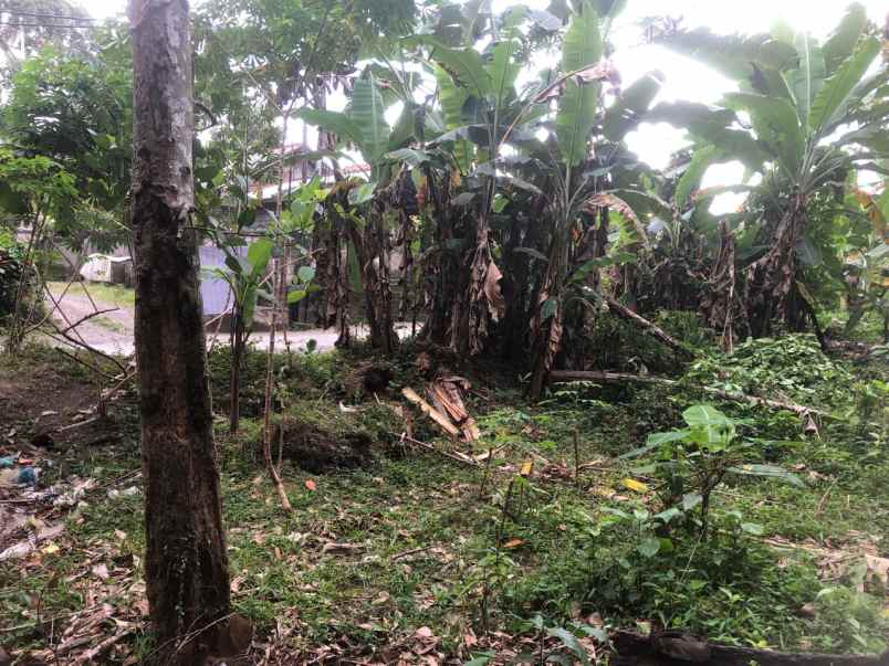 tanah zona kuning di sebali ubud bali