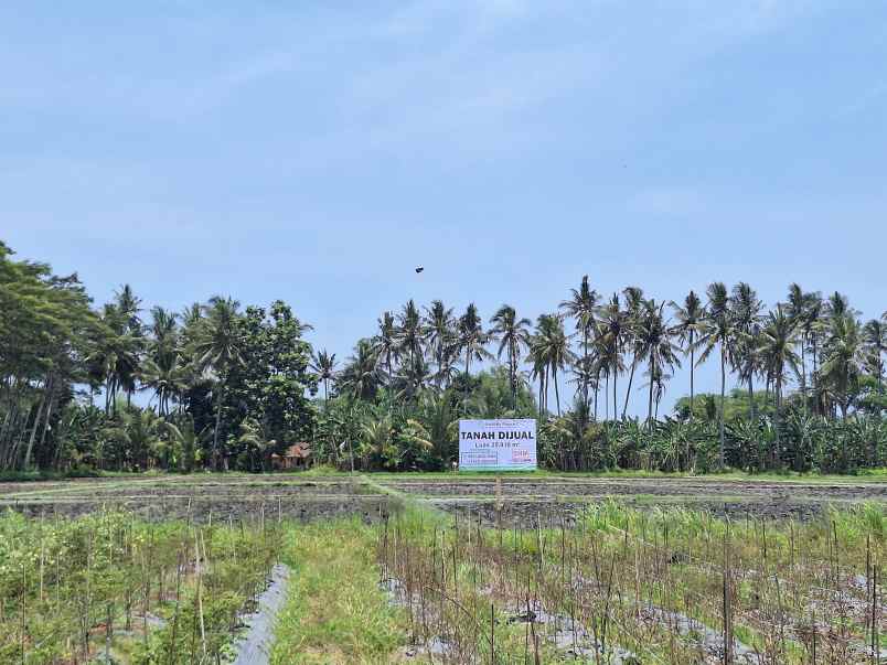 bwi a 374 dijual tanah sawah di sobo banyuwangi