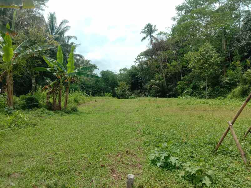 dijual kavling sawah hanya 100 jutaan di mungkid