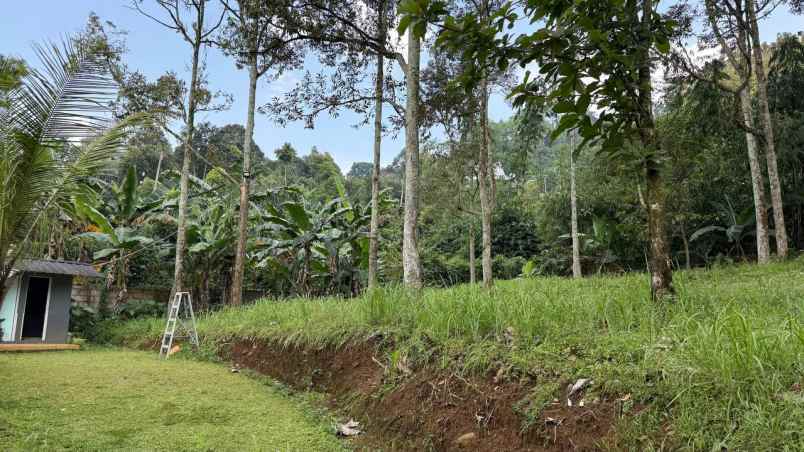 dijual kebun durian sudah berbuah di cijeruk bogor