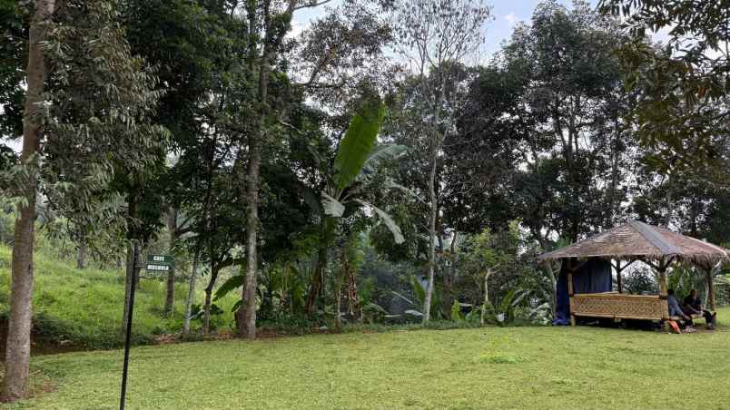 dijual kebun durian sudah berbuah di cijeruk bogor