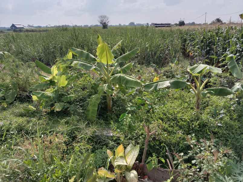 dijual lahan di nol jalan raya sooko mojokerto kota