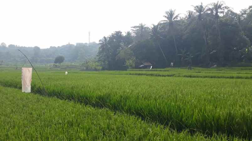 dijual sawah produktif di purwamekar kota purwakarta