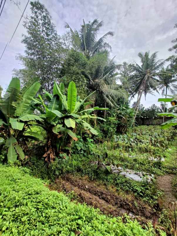 dijual tanah banyurejo kec tempel