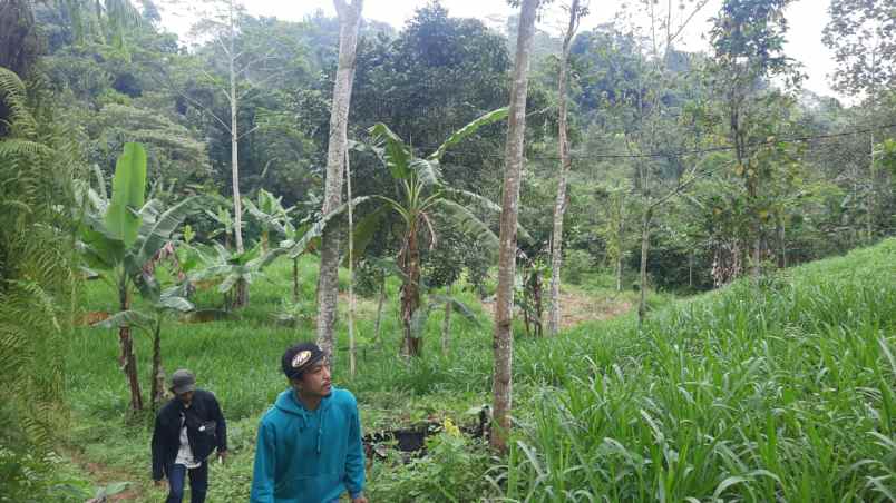 dijual tanah bojong